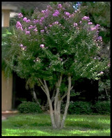 Crape Myrtle 'Muskogee'