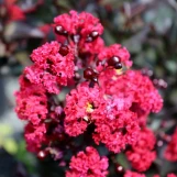 Crape Myrtle 'Double Dynamite' made by here at Twin Oaks Nursery & Supply