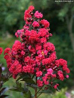 Crape Myrtle 'Double Dynamite'