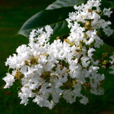 Crape Myrtle 'Natchez'