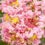 Crape Myrtle 'Sioux' made by here at Twin Oaks Nursery & Supply