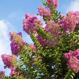 Crape Myrtle 'Sioux'