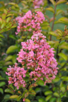 Crape Myrtle 'Sioux'