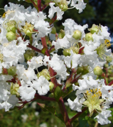 Sarah's Favorite Crape Myrtle made by here at Twin Oaks Nursery & Supply