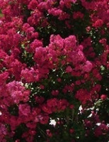 Crape Myrtle 'Centennial Spirit'