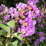 Crape Myrtle 'Twilight' made by here at Twin Oaks Nursery & Supply