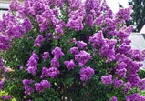 Crape Myrtle 'Zuni' made by here at Twin Oaks Nursery & Supply