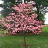 Pink Dogwood made by here at Twin Oaks Nursery & Supply