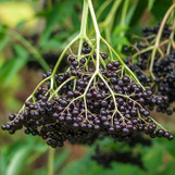 Elderberry