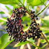 Elderberry