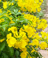 Gold Star Esperanza made by here at Twin Oaks Nursery & Supply