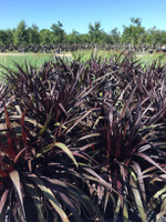 First Knight Fountain Grass