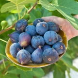 Fruiting Fig