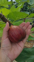Fruiting Fig