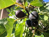 Fruiting Fig