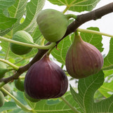Fruiting Fig
