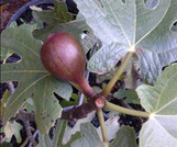 Fruiting Fig
