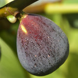 Fruiting Fig