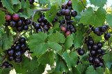 Grape - Muscadine is here at  Twin Oaks Nursery & Supply in Denison & Sherman Tx