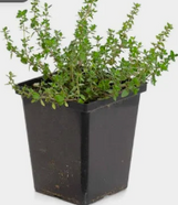 Herb - 4 Inch - Assorted