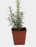 Herb - 4 Inch - Assorted