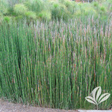 Horsetail Reed made by here at Twin Oaks Nursery & Supply