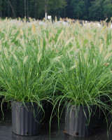 Dwarf Hamlin Fountain Grass