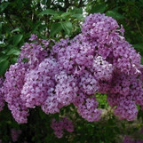 Purple Persian Lilac