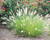 Little Bunny Grass made by here at Twin Oaks Nursery & Supply