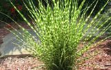 Little Zebra Grass is here at  Twin Oaks Nursery & Supply in Denison & Sherman Tx