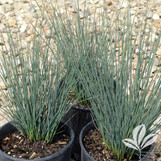 Blue Dart Juncus Grass made by here at Twin Oaks Nursery & Supply