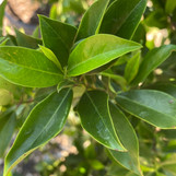 Laurel - Carolina Cherry - 30 Gal