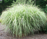 Japanese Variegated Silver Grass