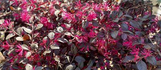 Cherry Blast Loropetalum made by here at Twin Oaks Nursery & Supply