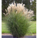 Maiden Grass