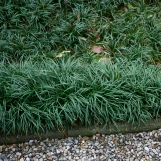 Dwarf Mondo Grass made by here at Twin Oaks Nursery & Supply