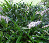 Crystal Falls Mondo Grass