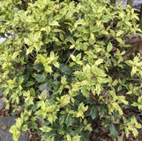 Goshiki Holly (Osmanthus) made by here at Twin Oaks Nursery & Supply