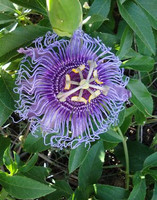Passion Vine - Assorted made by here at Twin Oaks Nursery & Supply
