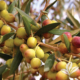 Olive Tree