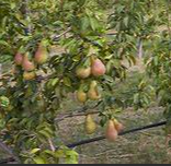 Fruiting Pear