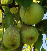 Fruiting Pear