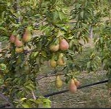 Fruiting Pear Tree | Twin Oaks Nursery & Supply