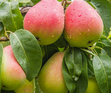 Fruiting Pear Tree | Twin Oaks Nursery & Supply