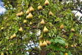 Fruiting Pear