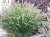 Piglet Fountain Grass