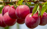 Plum