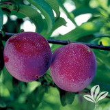 Plum