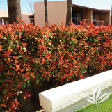 Fraser's Photinia made by here at Twin Oaks Nursery & Supply