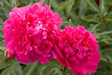 Peony 'Felix Supreme'